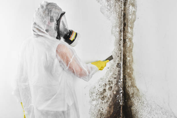 Best Mold Remediation  in Brightwaters, NY