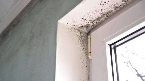 Best Local Mold Removal Service  in Brightwaters, NY