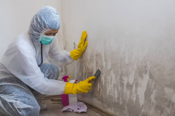 Best Home Mold Removal  in Brightwaters, NY