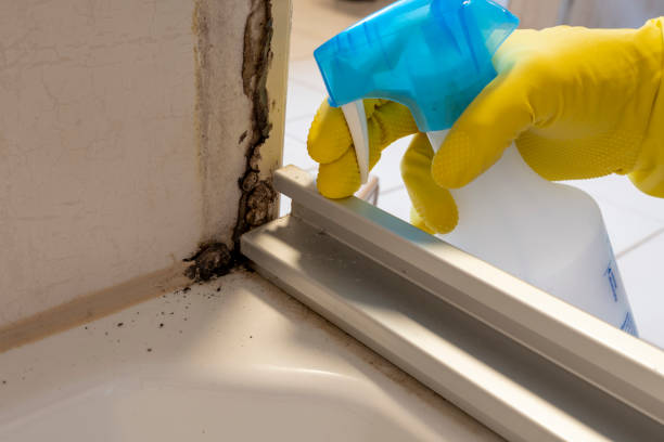 Best Commercial Mold Removal  in Brightwaters, NY