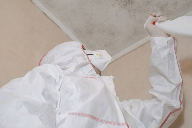 Best Residential Mold Removal  in Brightwaters, NY