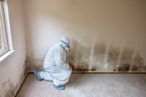 Best Commercial Mold Removal  in Brightwaters, NY