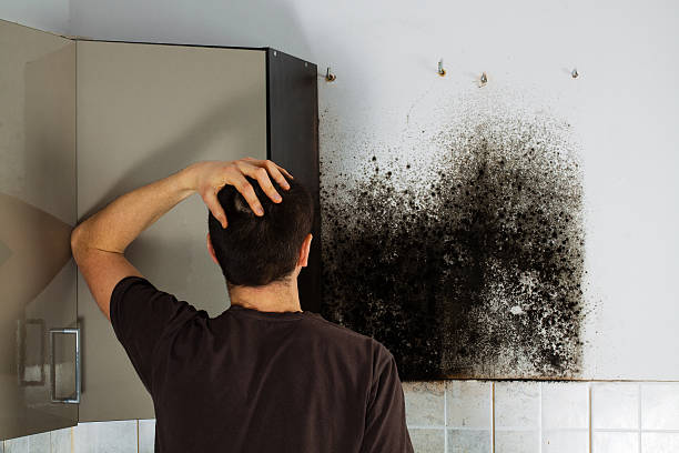 Best Professional Mold Removal  in Brightwaters, NY