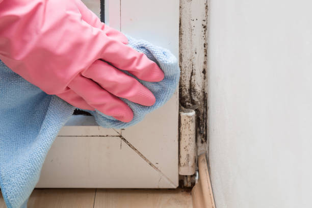 Best Mold Removal and Inspection  in Brightwaters, NY