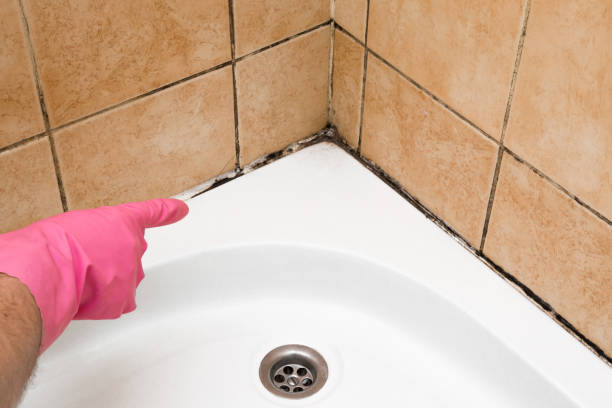 Best Mold Removal and Inspection  in Brightwaters, NY